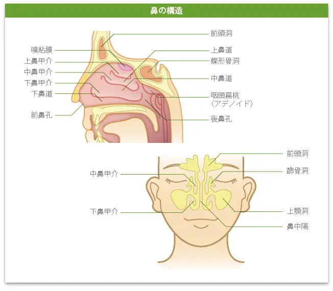 鼻の構造