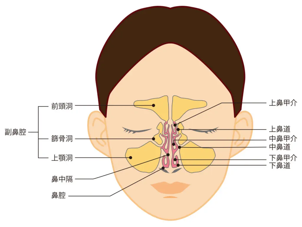鼻の構造
